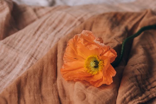 Foto profissional grátis de broto, fechar-se, flor