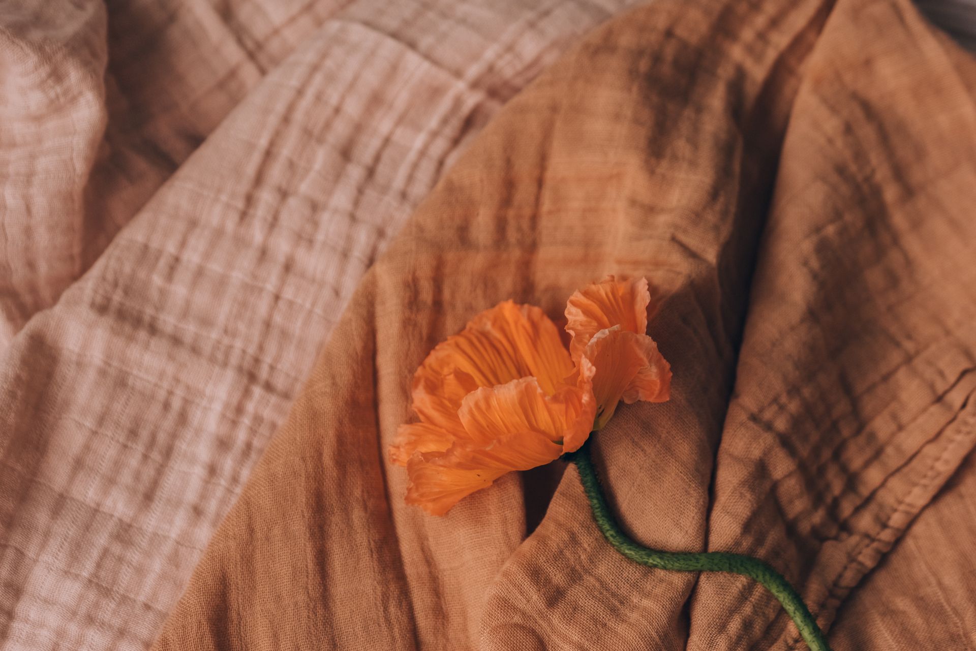 Orange Iceland poppy on soft brown fabric, showcasing its delicate petals and linen texture.