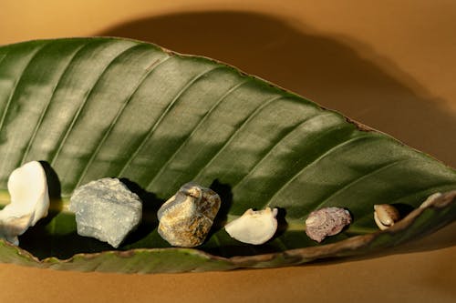 Stones and Shells on a Green Leaf