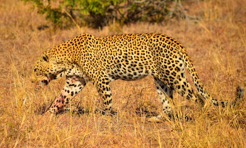 Free Photo of a Leopard on Dry Grass Stock Photo