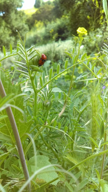 Free stock photo of bugs, insect, ladybug