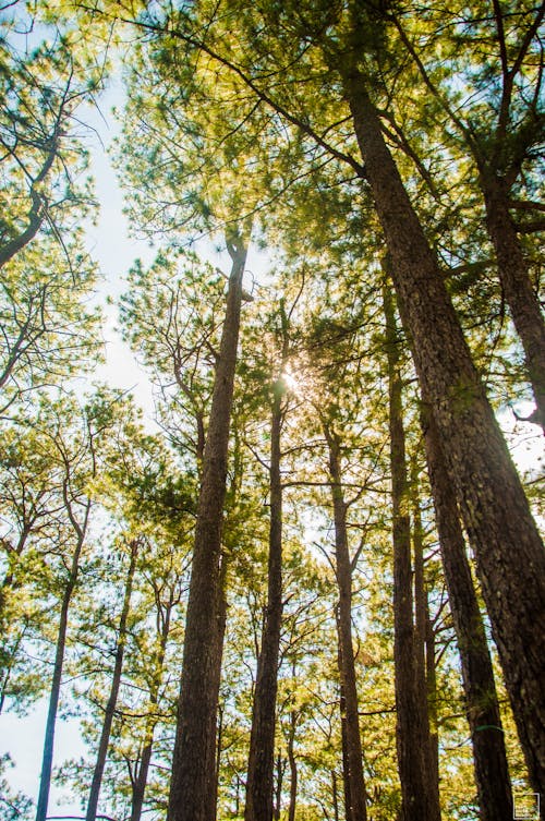 Gratis stockfoto met dennenboom, natuur