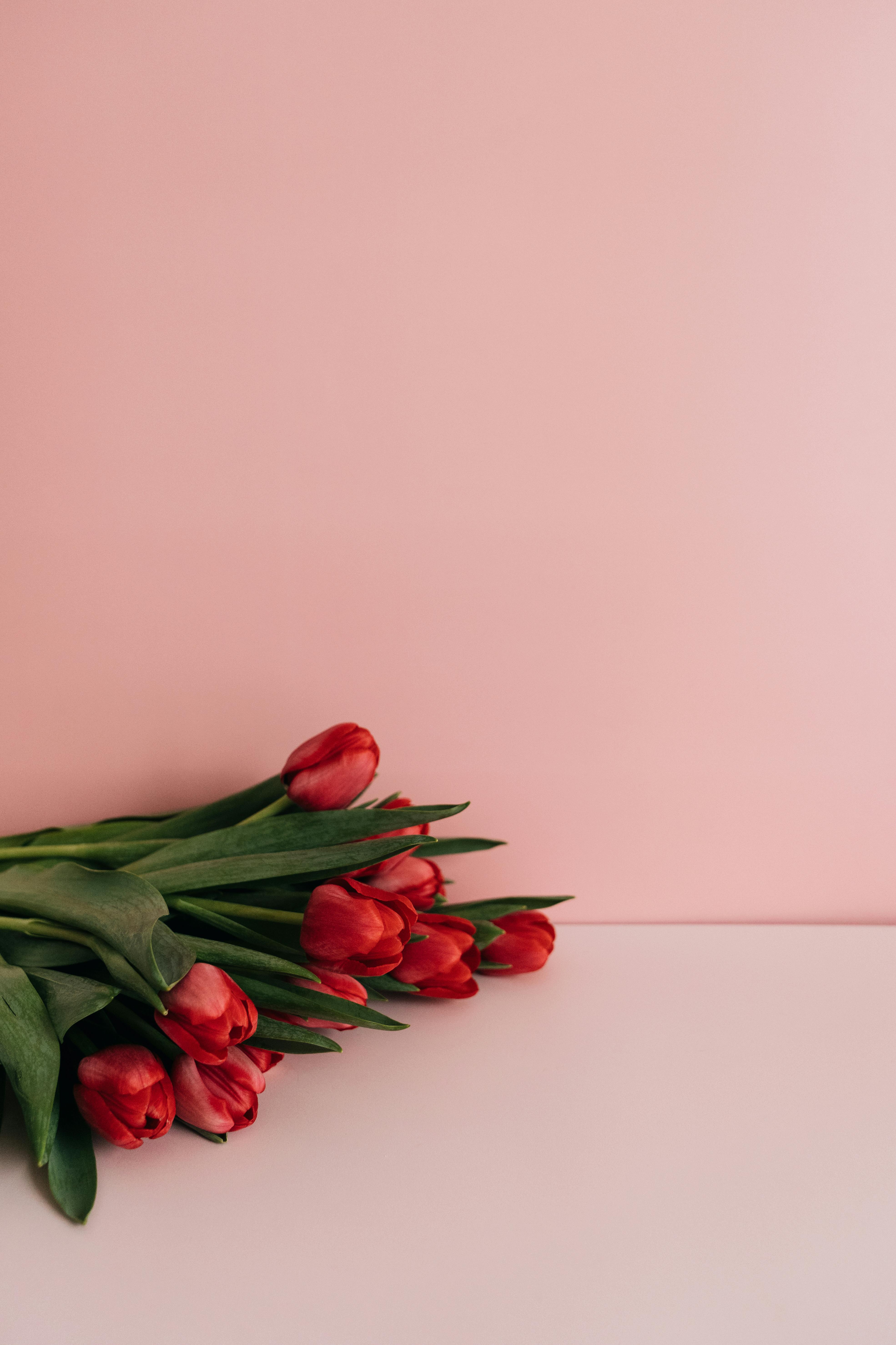 A fresh bouquet of red tulips with green leaves on a minimalist pink background, perfect for spring themes.