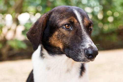 Free Close-Up Photograph of a Short-Coated Dog Stock Photo