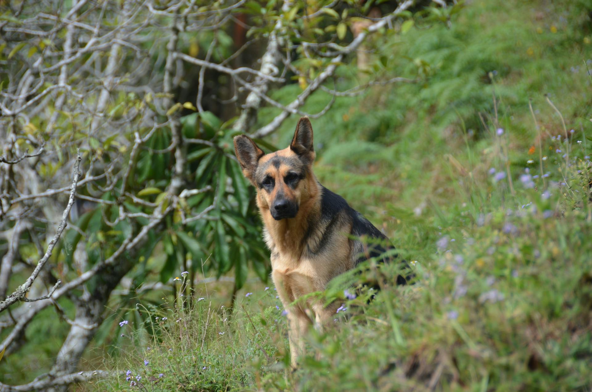 En schäferhund som sitter utanför