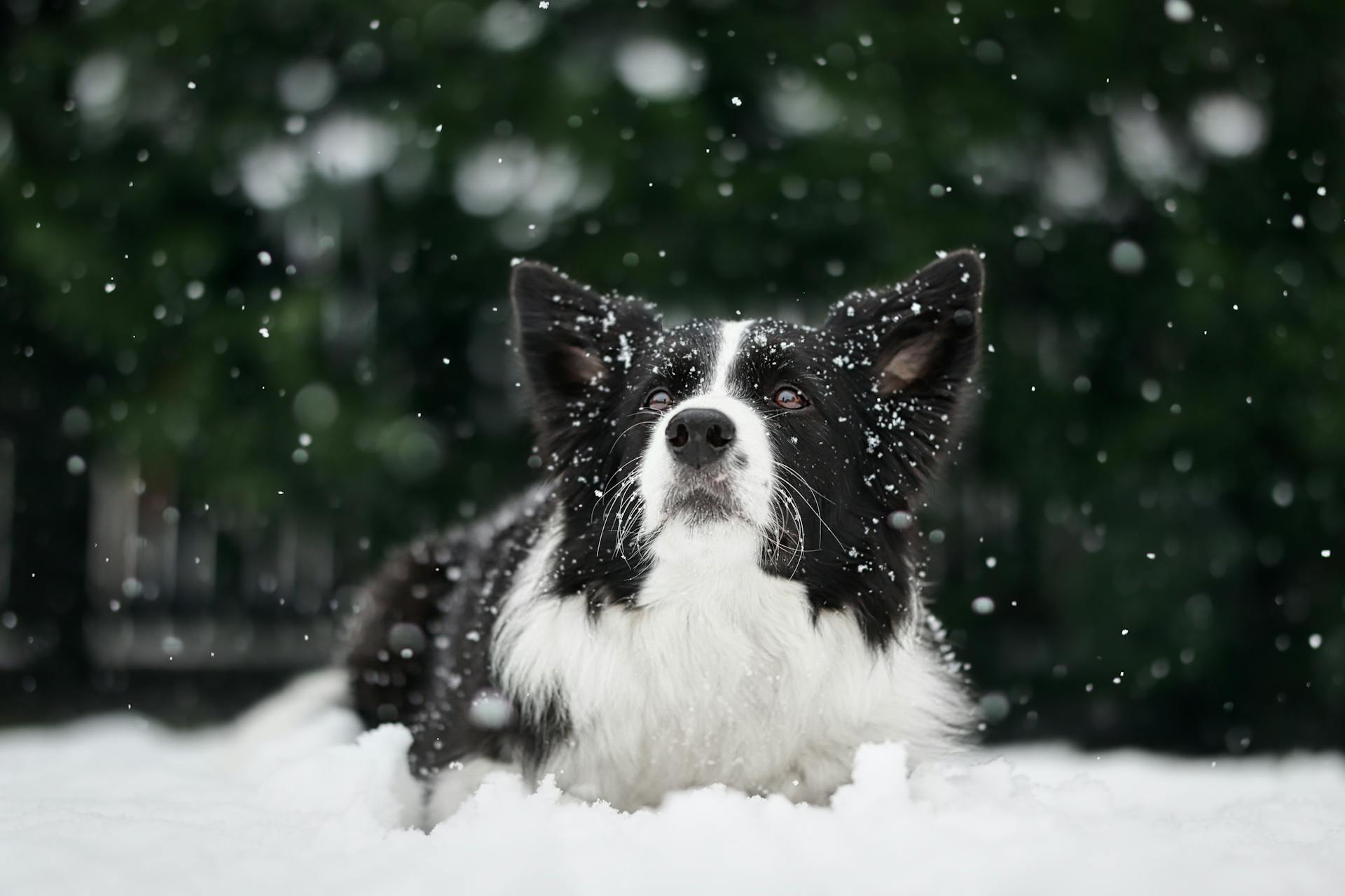 A Border Collie during Winter