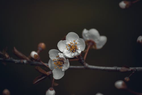 Photos gratuites de bio, blanc, bois