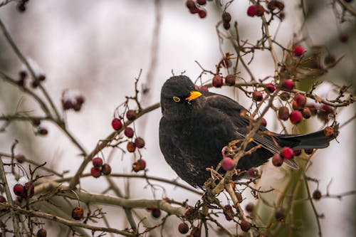 Free Black Bird on a Tree Branch Stock Photo