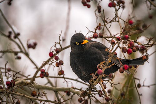 Black Bird on a Tree Branch