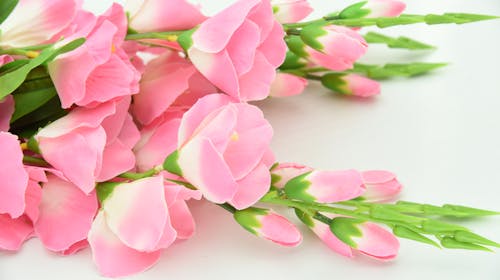 Free 핑크 꽃의 얕은 초점 사진 Stock Photo