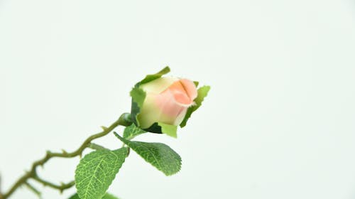 Δωρεάν στοκ φωτογραφιών με props, λευκό τριαντάφυλλο, πράσινο φύλλο