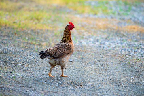 A Chicken on Ground