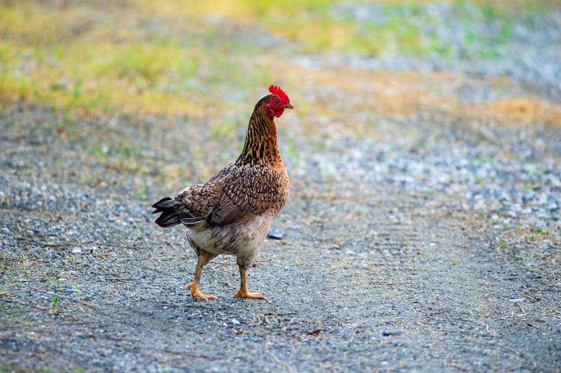 A Chicken on Ground · Free Stock Photo