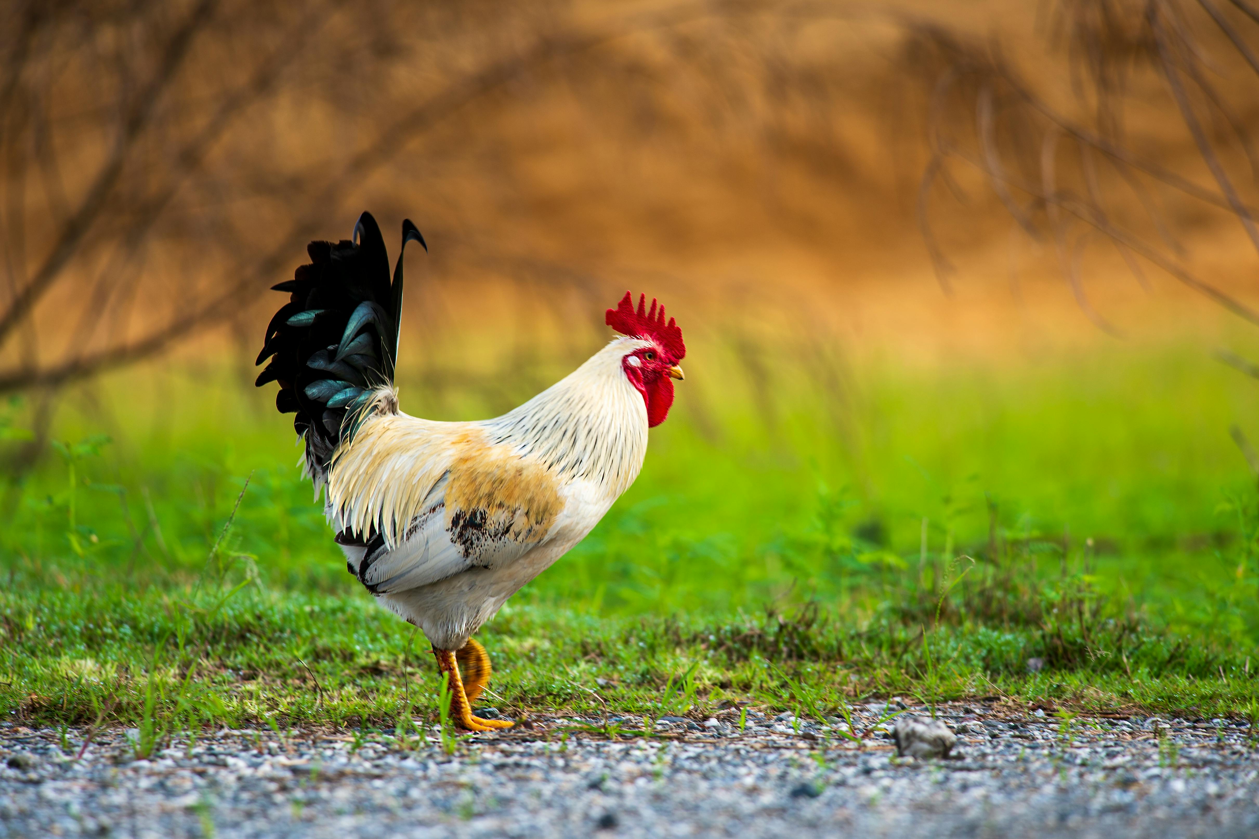 white and black rooster on roadside