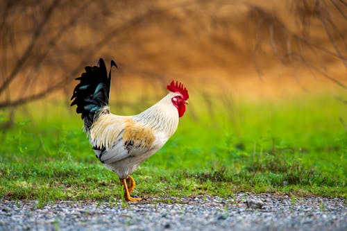 Free White and Black Rooster on Roadside Stock Photo