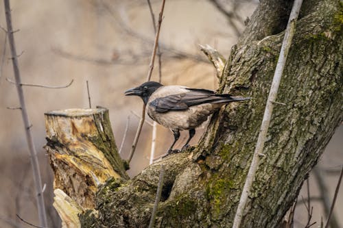 Black and White Bird on Brown Tree Branch