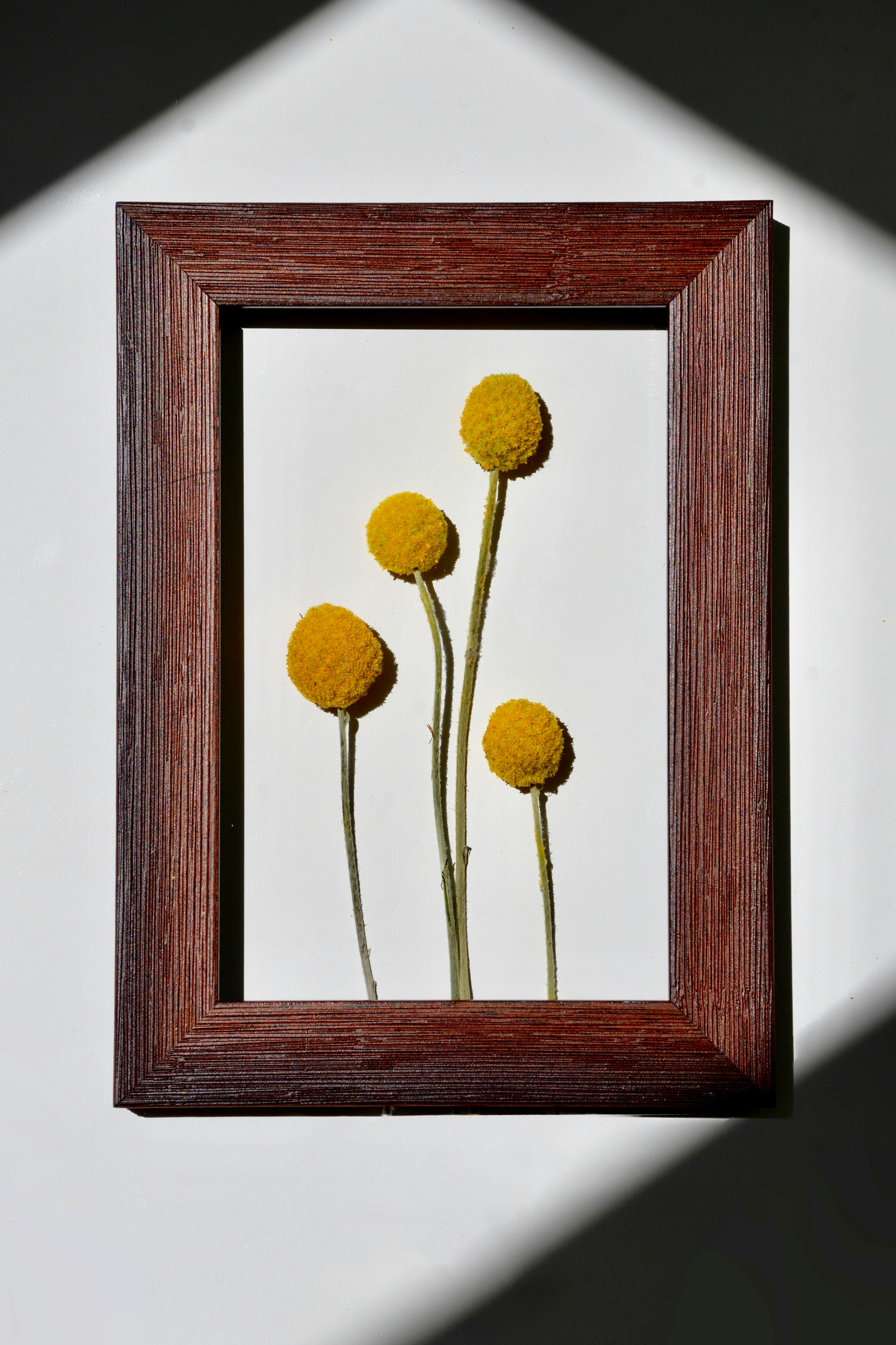 Frame with wooden edges and bright craspedia flowers on white background with shadow in room with bright sunlight in studio