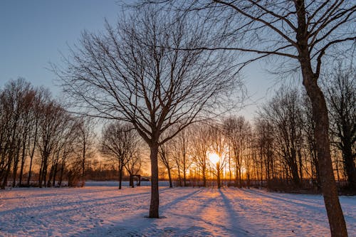 Fotos de stock gratuitas de árboles desnudos, clima helado, congelado