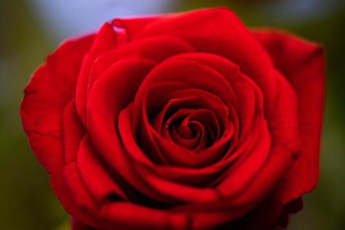 Free A stunning close-up of a vibrant red rose, showcasing its delicate petals and vibrant hues. Perfect for floral lovers. Stock Photo