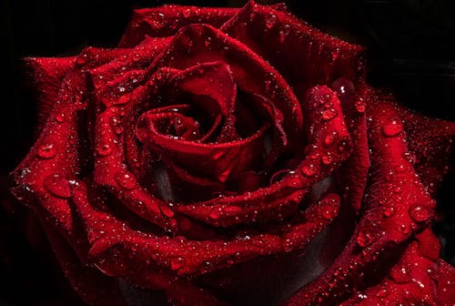 Red Rose With Water Droplets in Close Up Photography