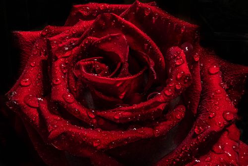 Free Close-up of a vibrant red rose with glistening water droplets, showcasing nature's beauty. Stock Photo