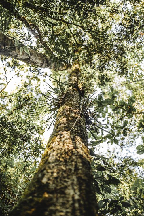 Free Low angle shot of a tree reaching towards the sunlit forest canopy, showcasing nature's grandeur. Stock Photo