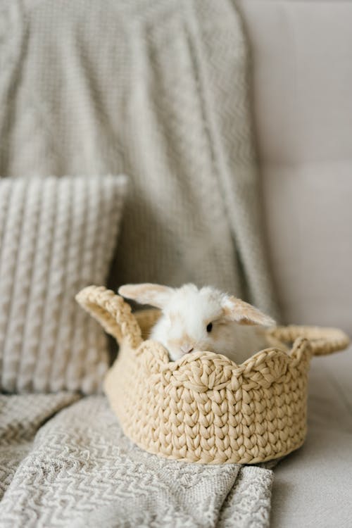 Free 
A Bunny in a Basket Stock Photo