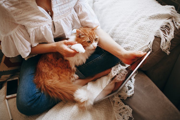 Young Woman With Cat Using Tablet On Couch