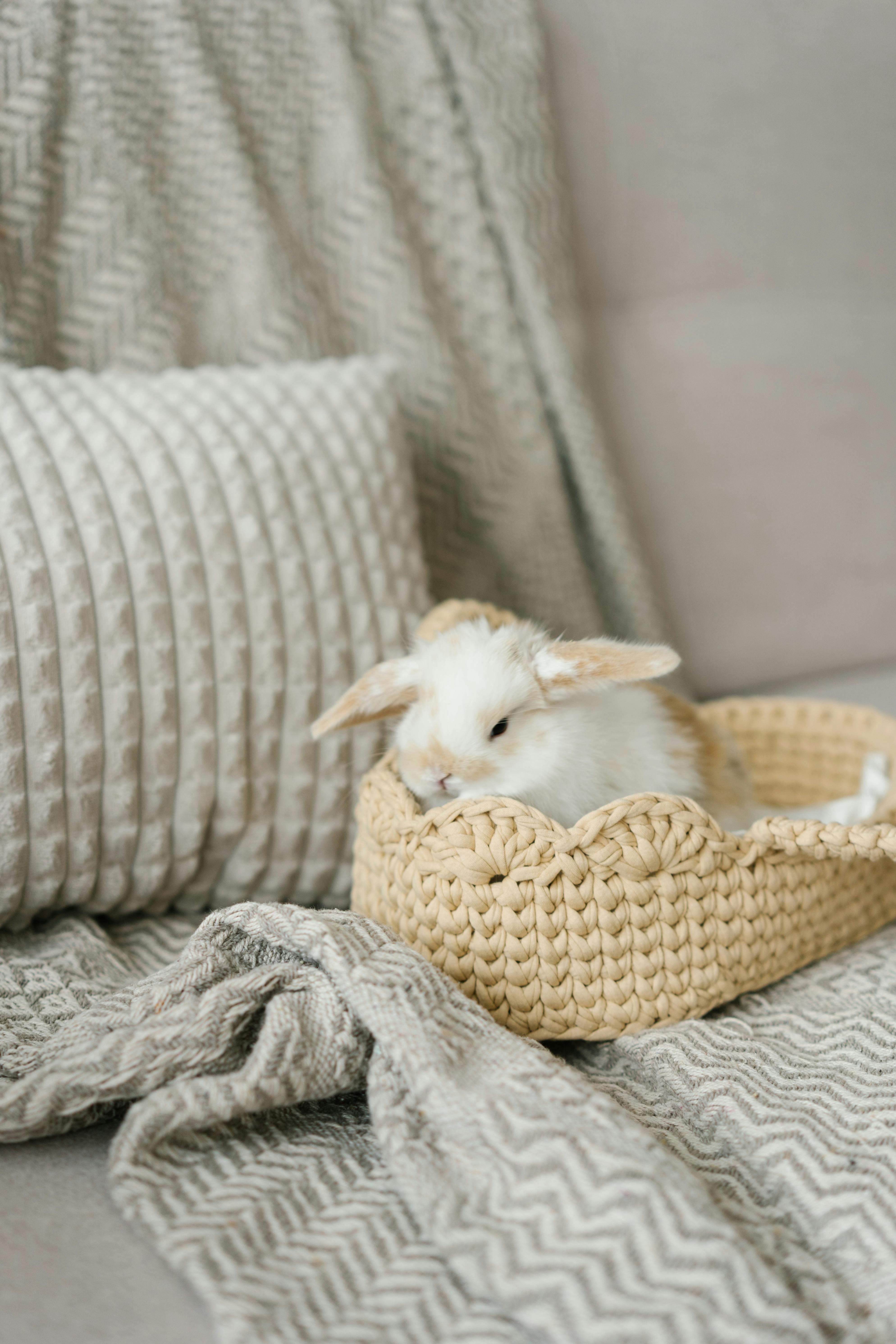 A White Rabbit on a Woven Basket · Free Stock Photo