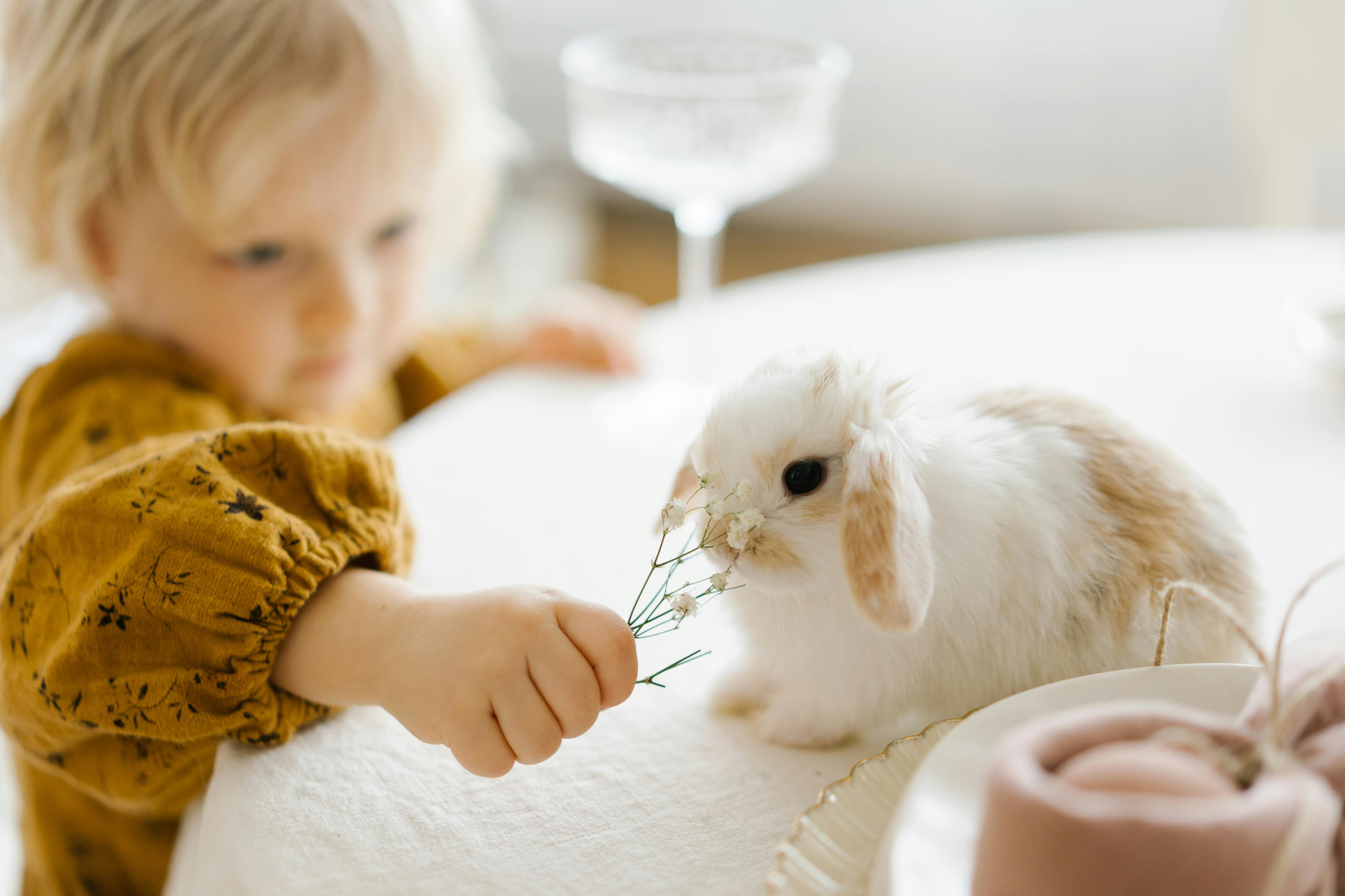 Young child in yellow sweater feeding a cute rabbit indoors. Bright, soft atmosphere.