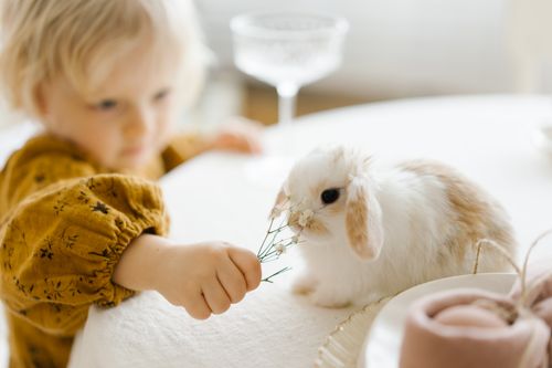 Free Young child in yellow sweater feeding a cute rabbit indoors. Bright, soft atmosphere. Stock Photo