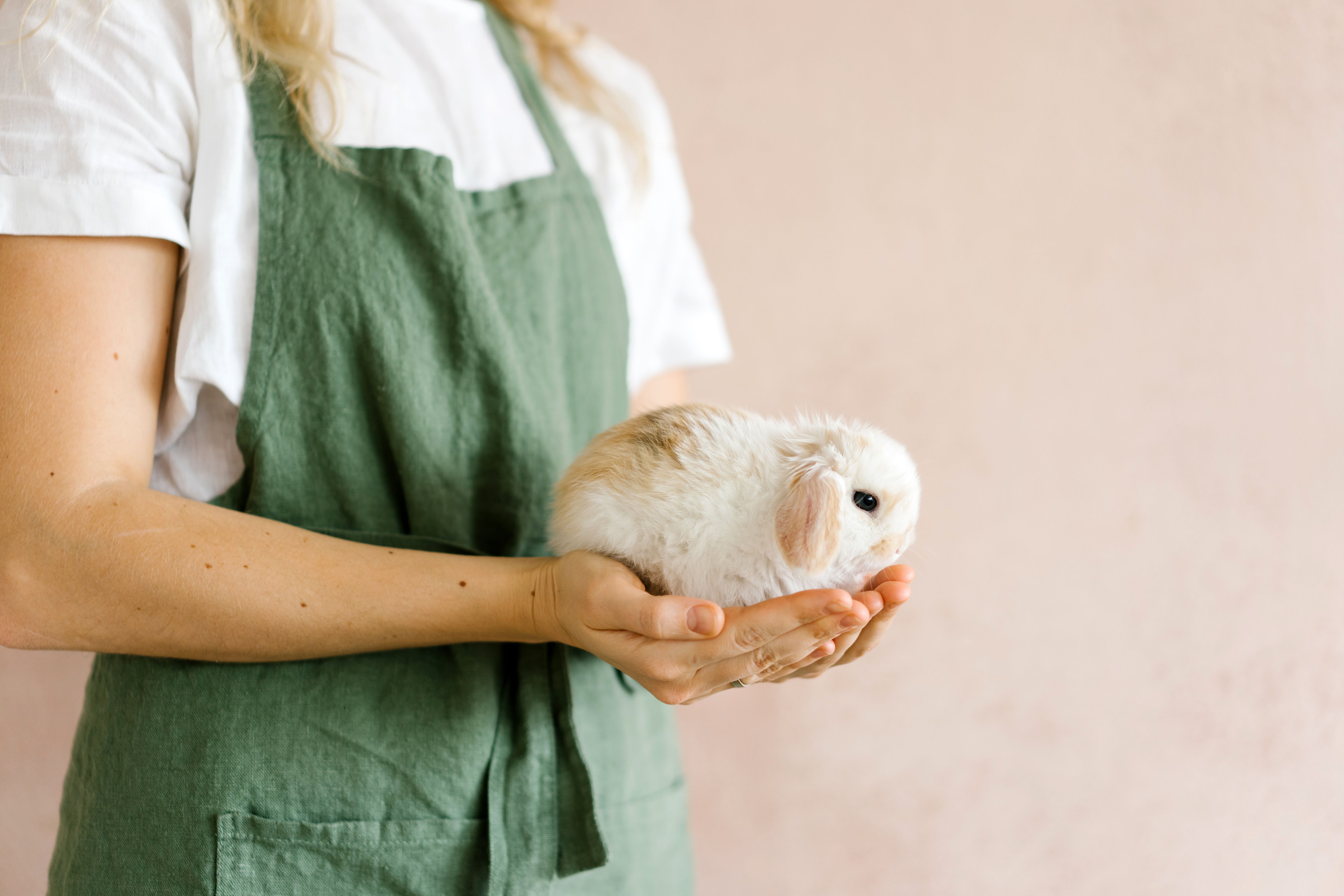 Veterinarian examining a rabbit during a checkup