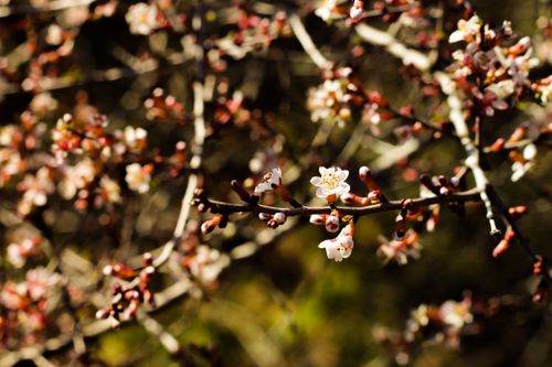 Free Delicate spring blossoms bloom on tree branches, capturing the essence of nature's renewal. Stock Photo