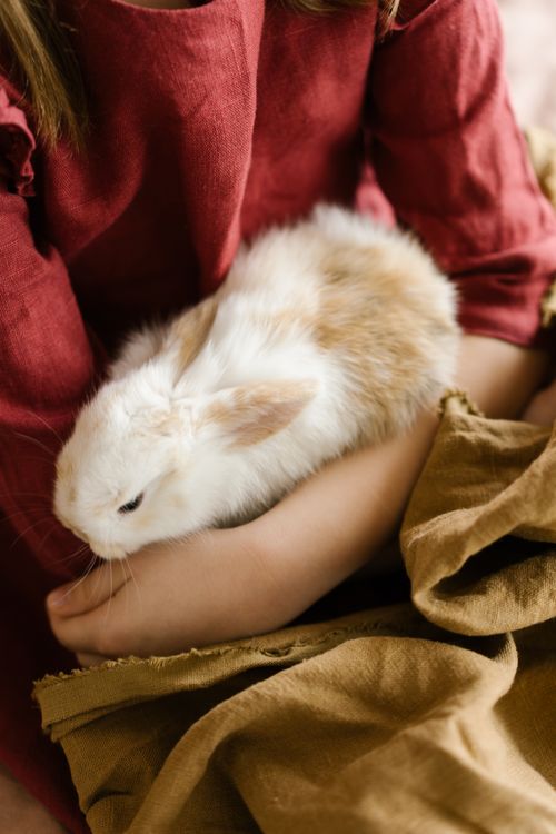 Free A serene scene of a child gently holding a fluffy rabbit indoors. Stock Photo
