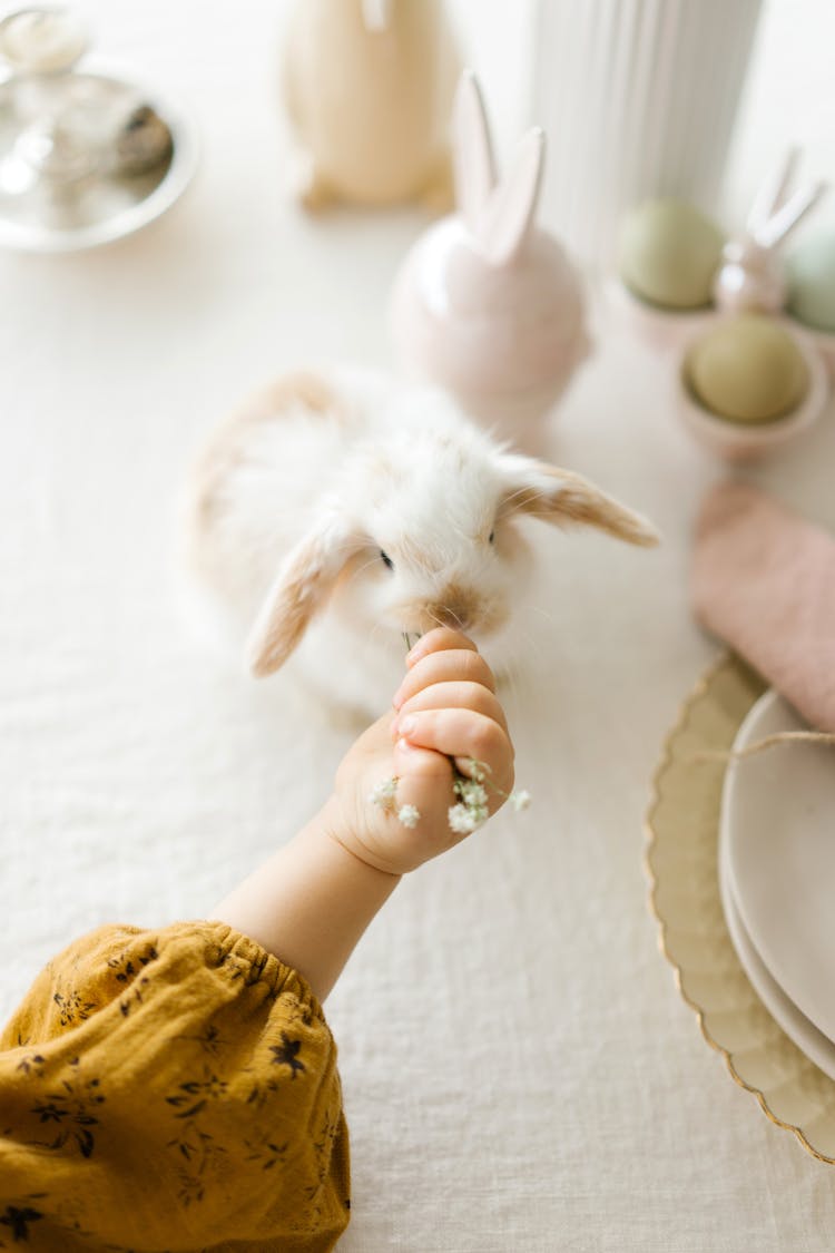 Hand Of A Child Feeding A White Rabbit