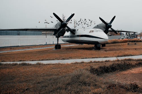 Δωρεάν στοκ φωτογραφιών με αεροπλάνα, λάτρης της φύσης, περιστέρια