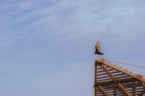 Δωρεάν στοκ φωτογραφιών με άγριο πουλί, γαλάζιος ουρανός, παραλία