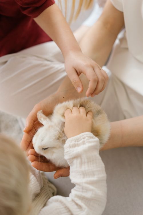 Kids Hands Touching the White Rabbit · Free Stock Photo