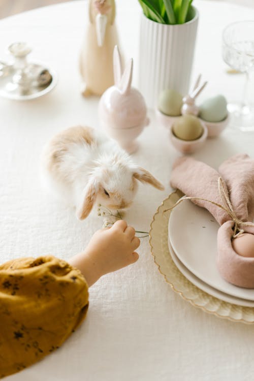 Free White Bunny on the Table Stock Photo