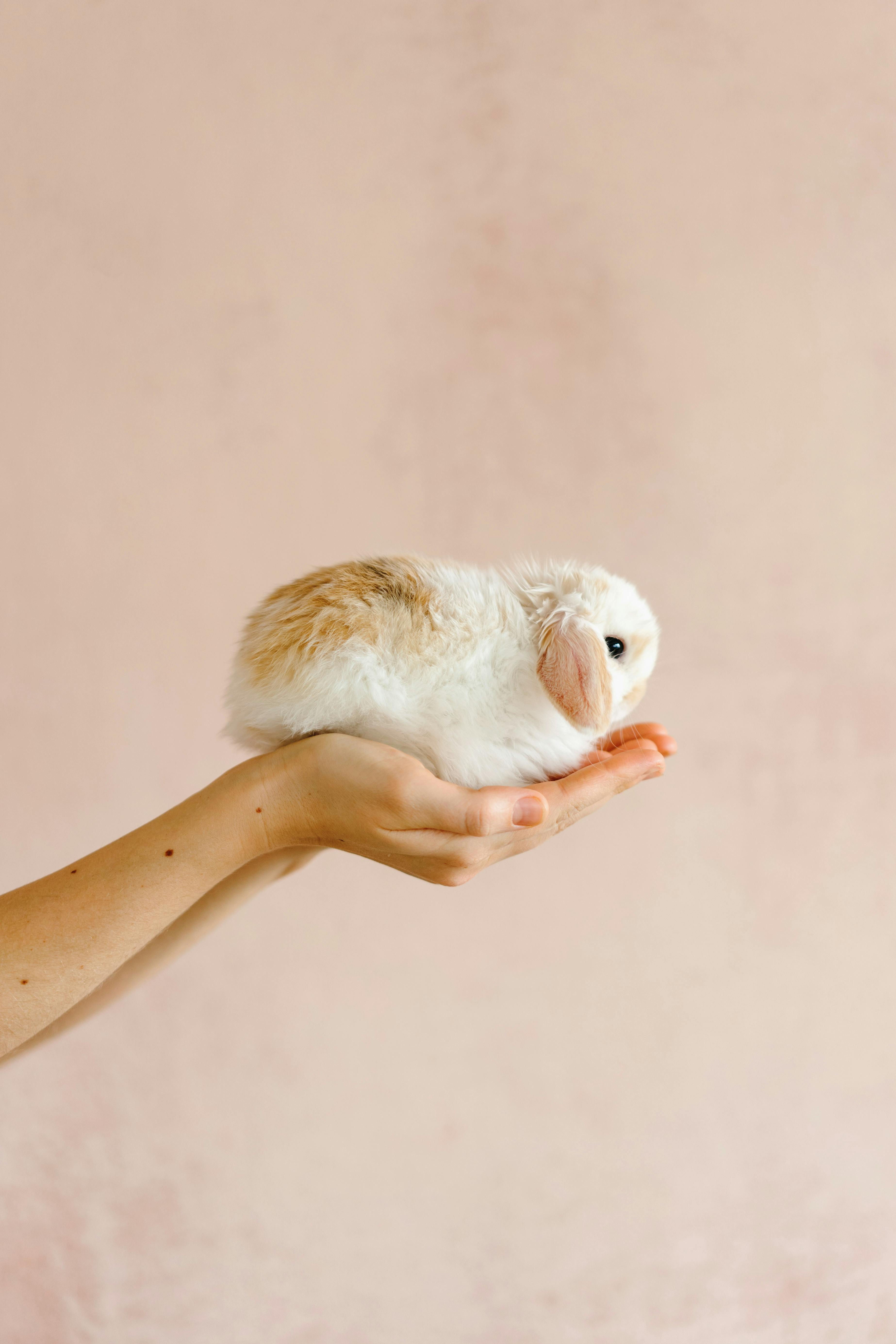 photo of a white and brown bunny on a person s hand