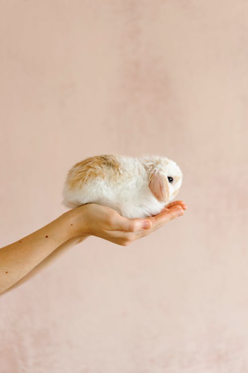 Photo of a White and Brown Bunny on a Person's Hand