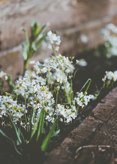 Kostnadsfri bild av blommor, delikat, flora