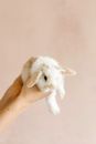Person holding small rabbit in hands against light background