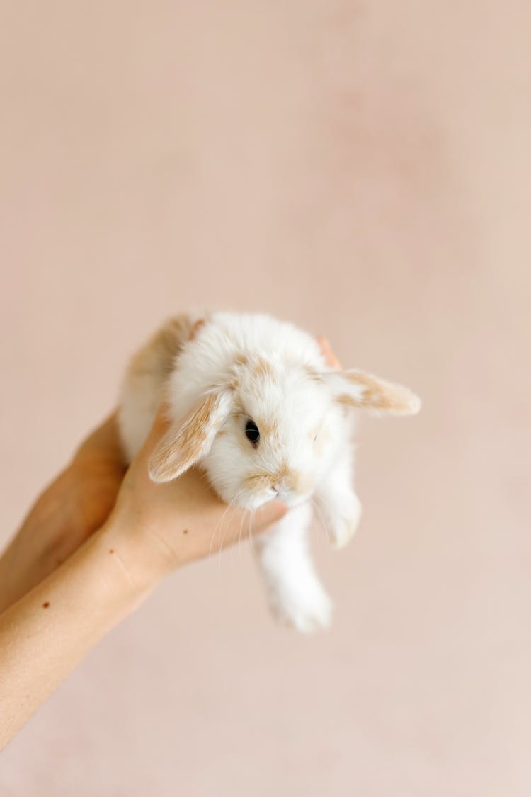 Person Holding Small Rabbit In Hands Against Light Background