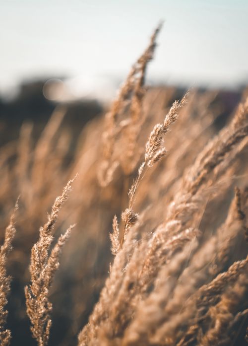 Free Artistic close-up shot of wheat field in natural light, showcasing rural beauty. Stock Photo