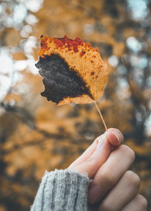 Fotobanka s bezplatnými fotkami na tému držanie, jeseň, list