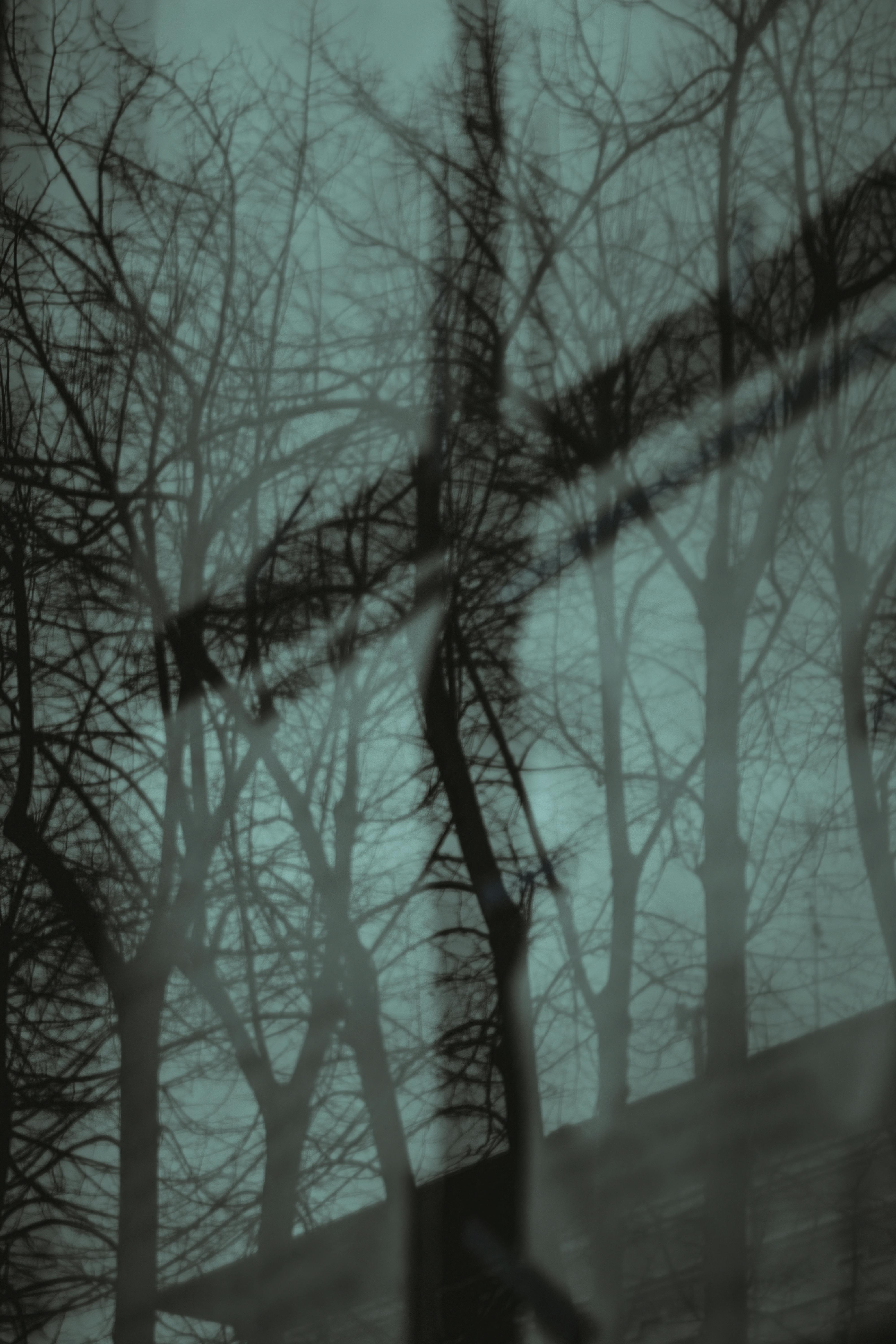 Reflection of the Leafless Trees from the Glass Window · Free Stock Photo