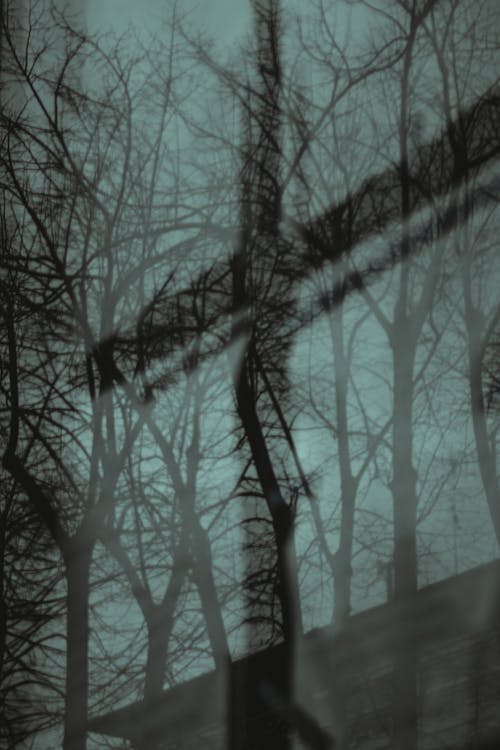 Бесплатное стоковое фото с безлистные деревья, вертикальный выстрел, отражение