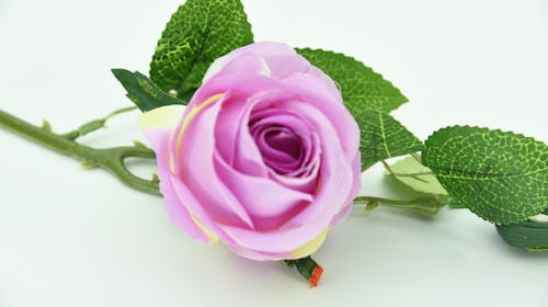 purpel rose, 人造花, 玫瑰 的 免費圖庫相片