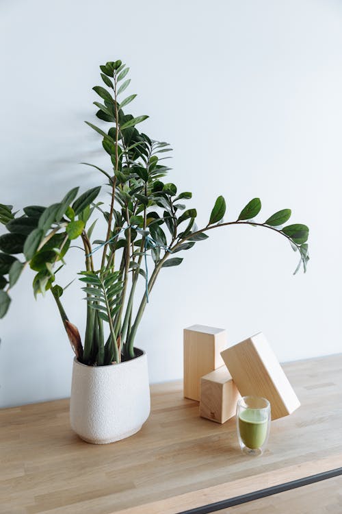 Free Green Plant on White Ceramic Pot  Stock Photo